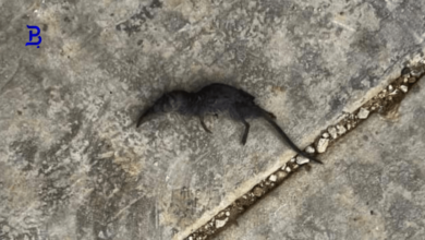 نوع غريب من الفئران 9 نوع غريب من الفئران