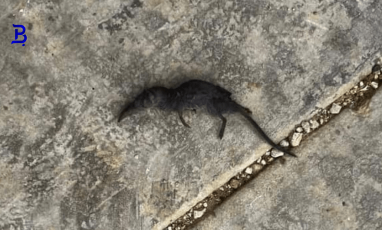 نوع غريب من الفئران 1 نوع غريب من الفئران