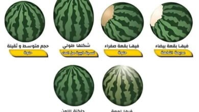 كيف تختار "بطيختك" 7 كيف تختار "بطيختك"