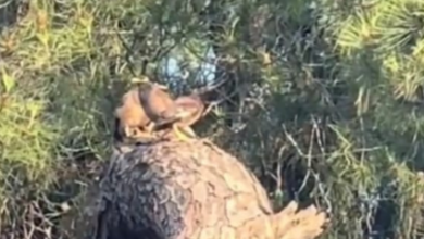 طائر غريب في سماء لبنان