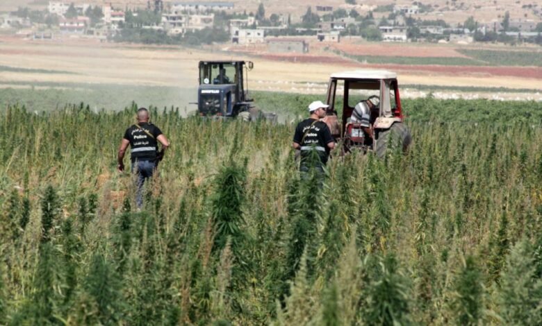 لبنان ثالث أكبر منتج للحشيش عالمياً 1